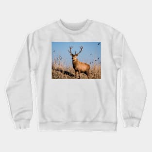Red deer stag stares at the camera Crewneck Sweatshirt